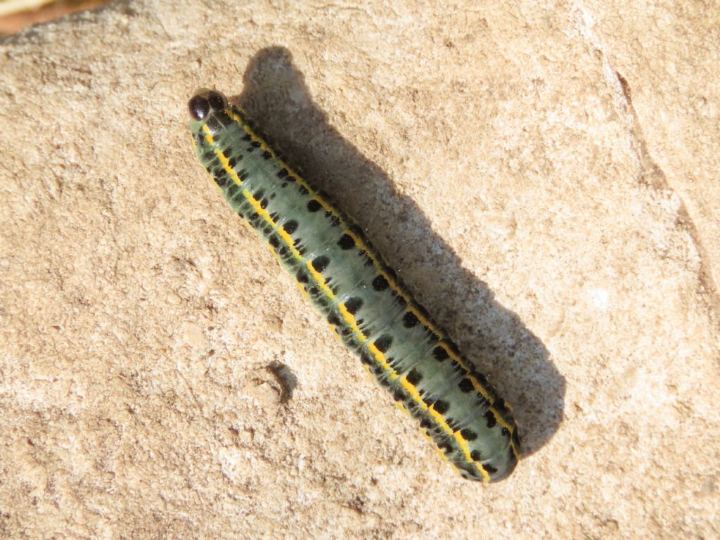 Anarta (Calocestra) odontites - Noctuidae