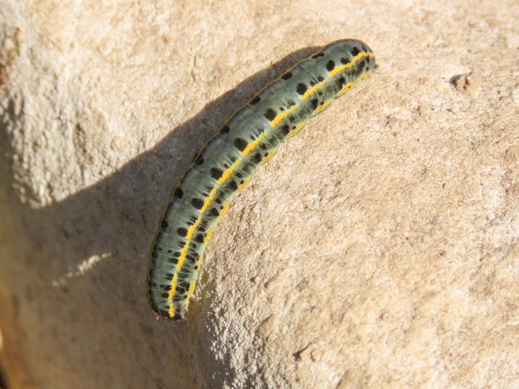 Anarta (Calocestra) odontites - Noctuidae