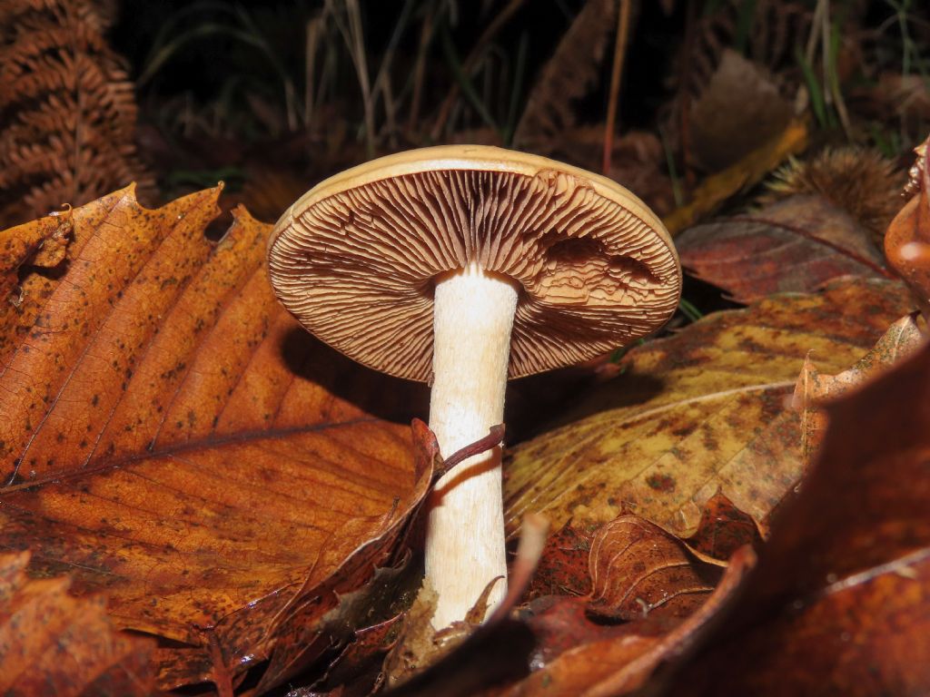 Fungo da identificare