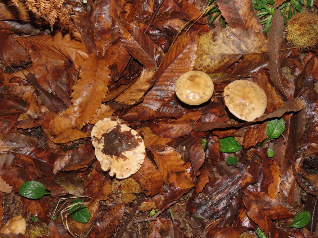 Fungo da identificare