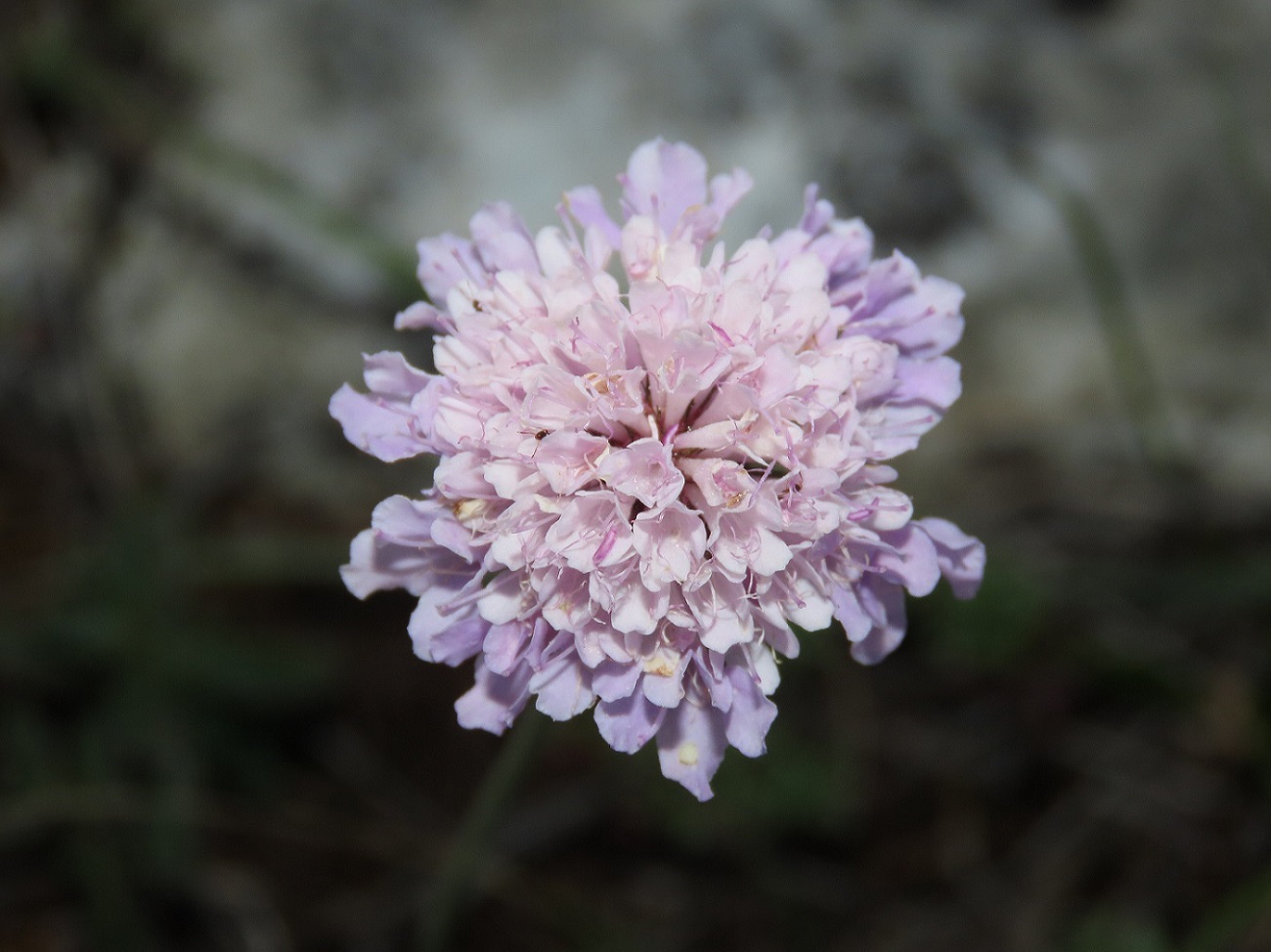 Scabiosa da identificare: Scabiosa cfr. columbaria