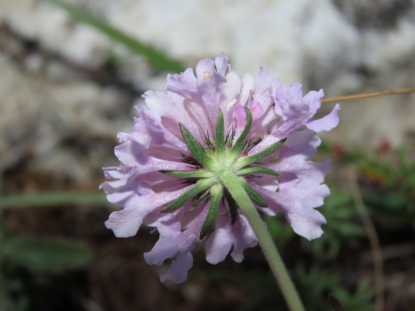 Scabiosa da identificare: Scabiosa cfr. columbaria