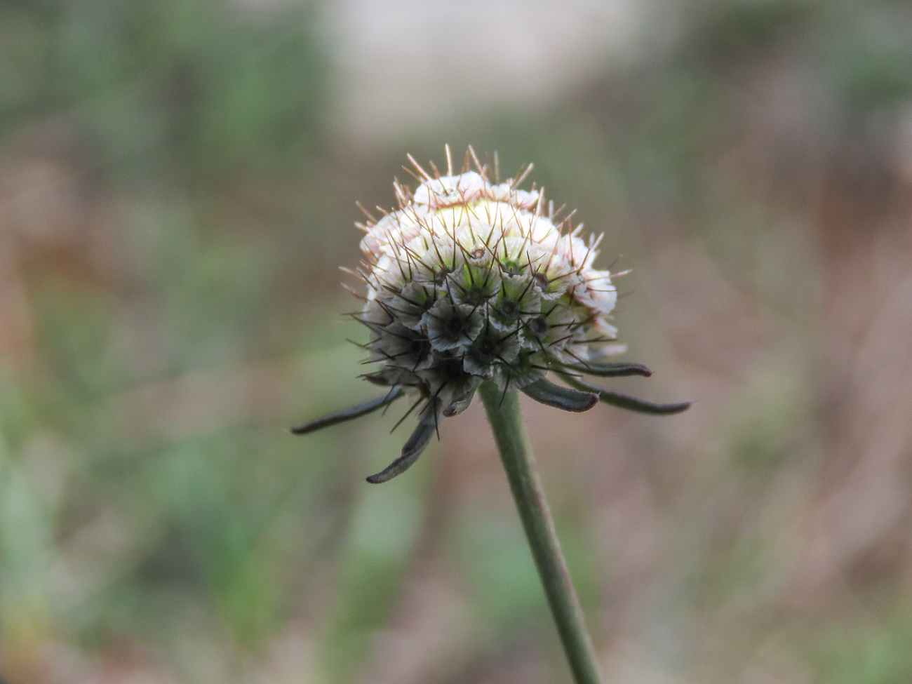 Scabiosa da identificare: Scabiosa cfr. columbaria