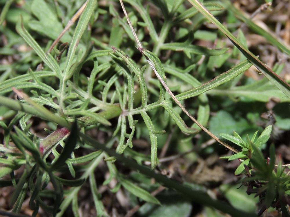 Scabiosa da identificare: Scabiosa cfr. columbaria