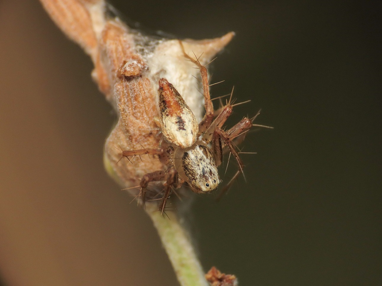 Oxyopes... cfr. lineatus, femmina - Maratea (PZ)