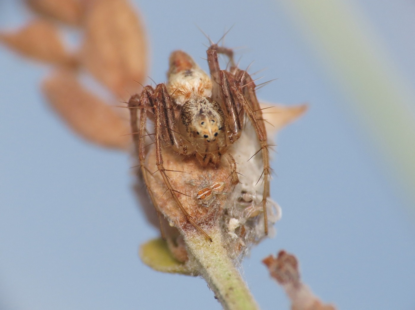 Oxyopes... cfr. lineatus, femmina - Maratea (PZ)