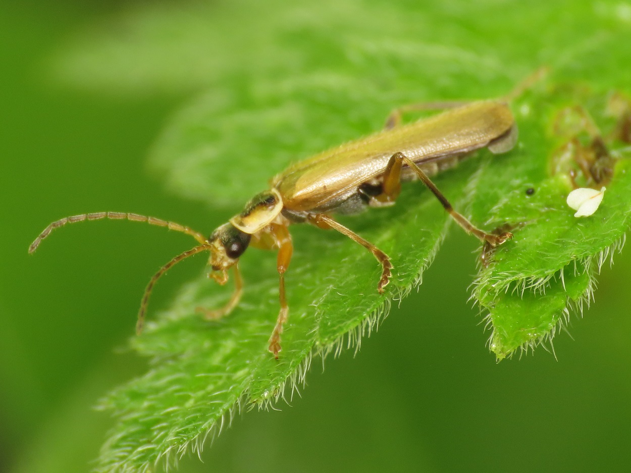 Cantharidae: Cantharis decipiens