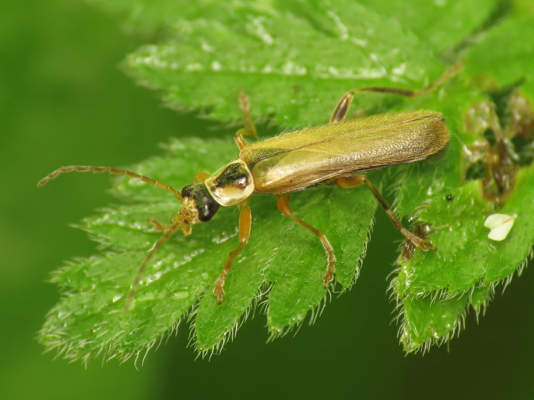 Cantharidae: Cantharis decipiens