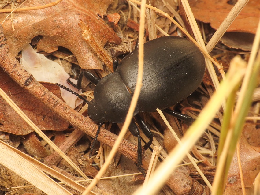 Tenebrionidae: Blaps gibba