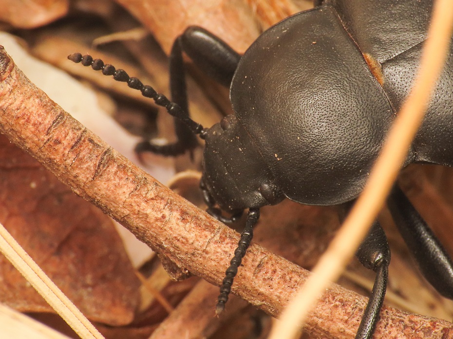 Tenebrionidae: Blaps gibba