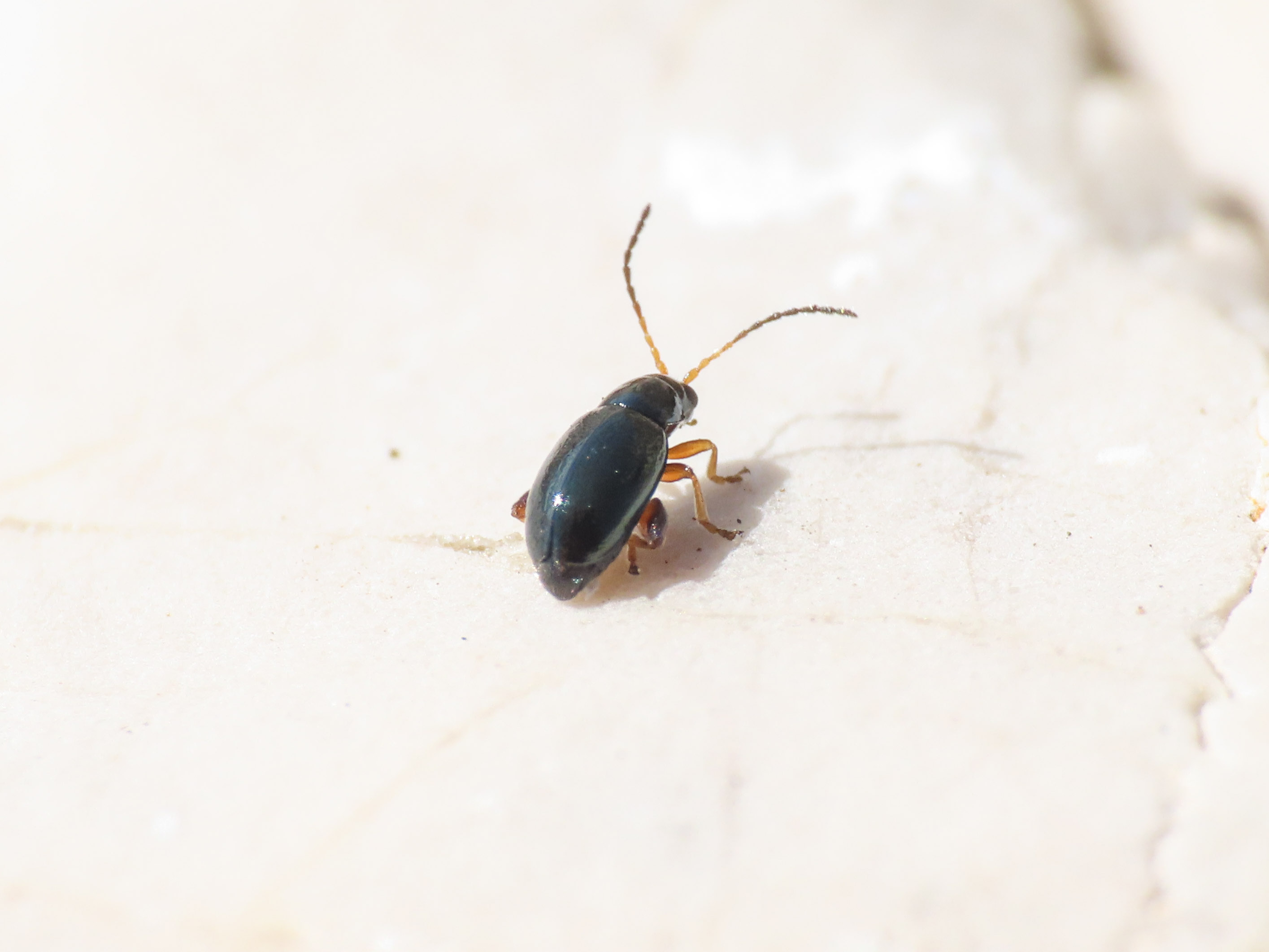 Chrysomelidae: Phyllothreta sp.