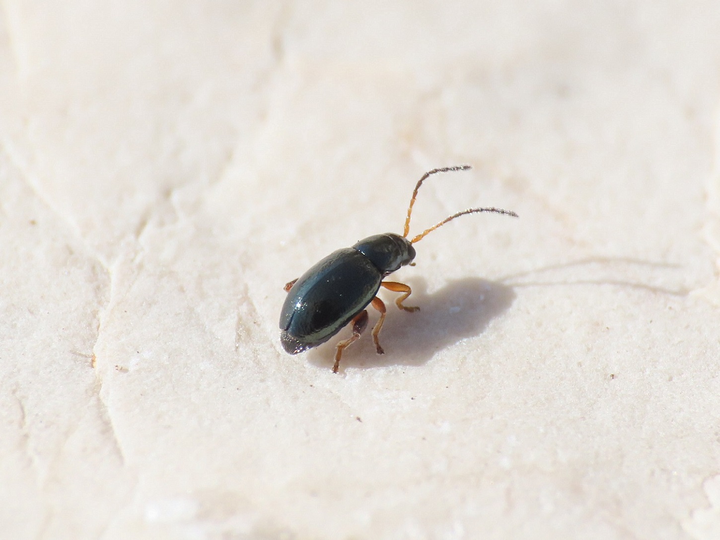 Chrysomelidae: Phyllothreta sp.