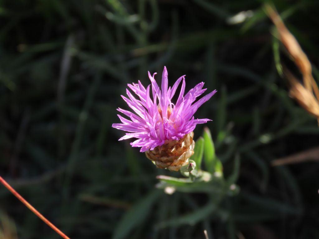 Centaurea jacea