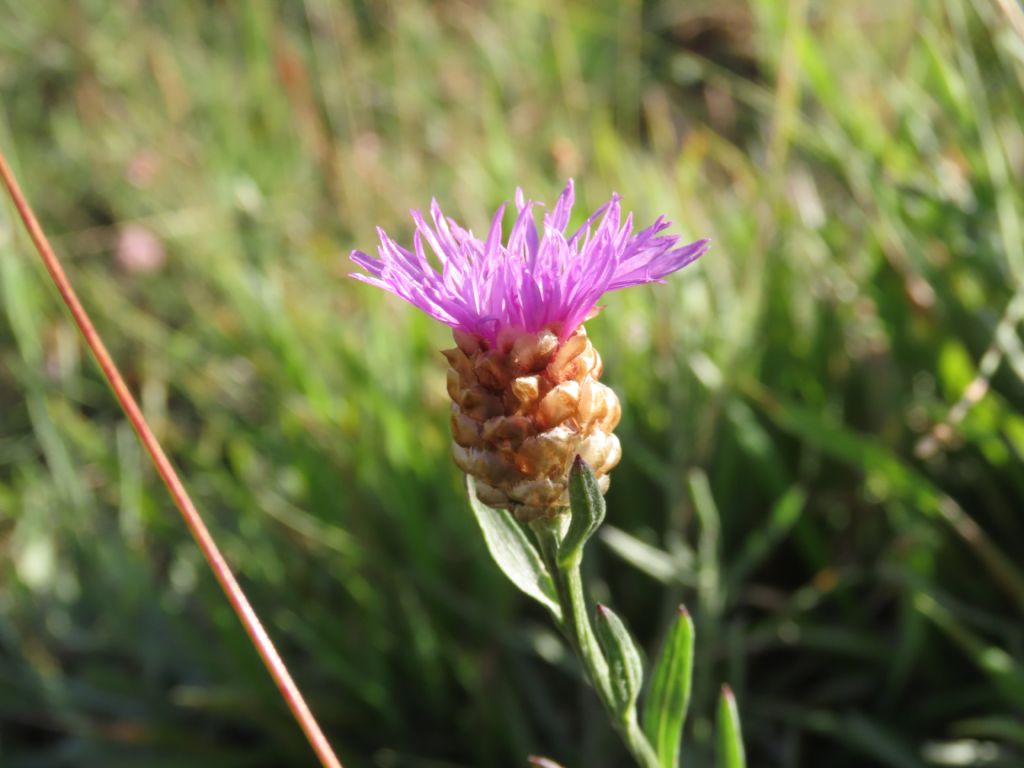 Centaurea jacea