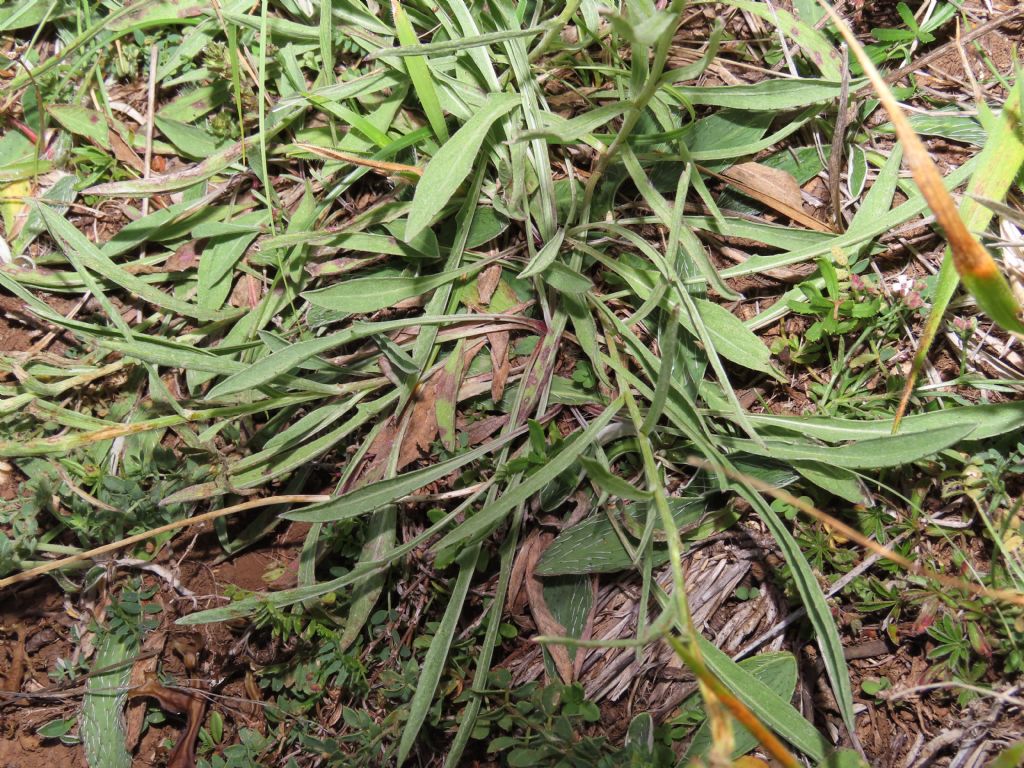 Centaurea jacea