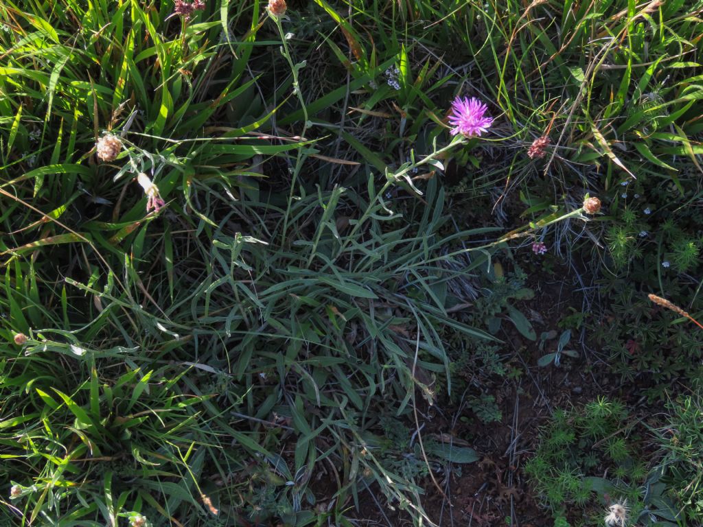 Centaurea jacea