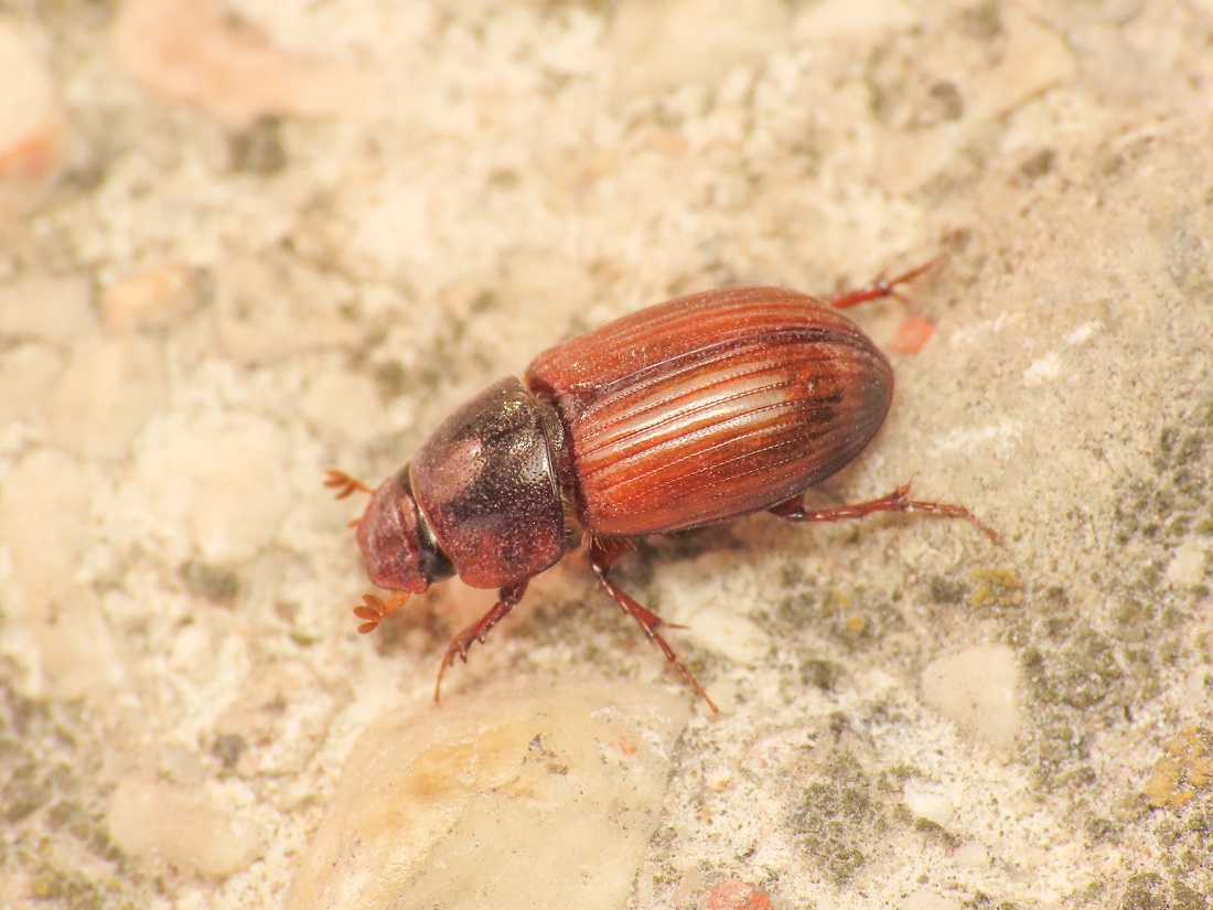 Aphodiidae: Agrilinus rufus