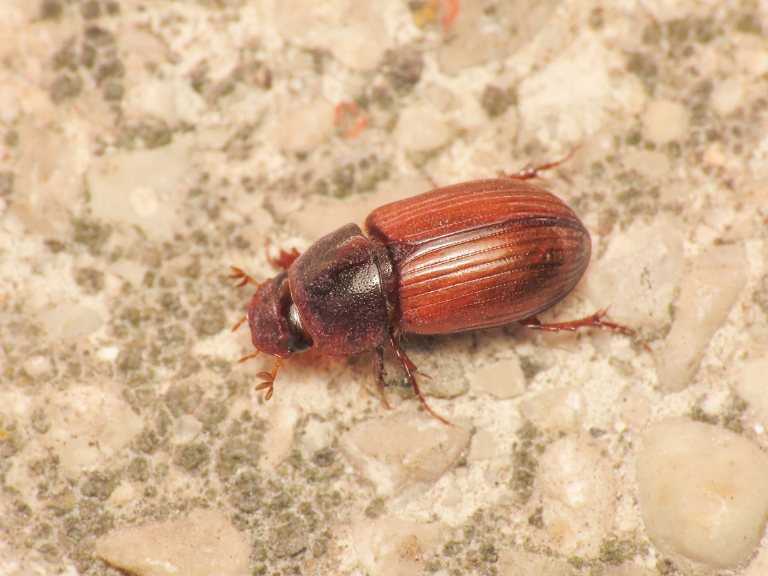 Aphodiidae: Agrilinus rufus