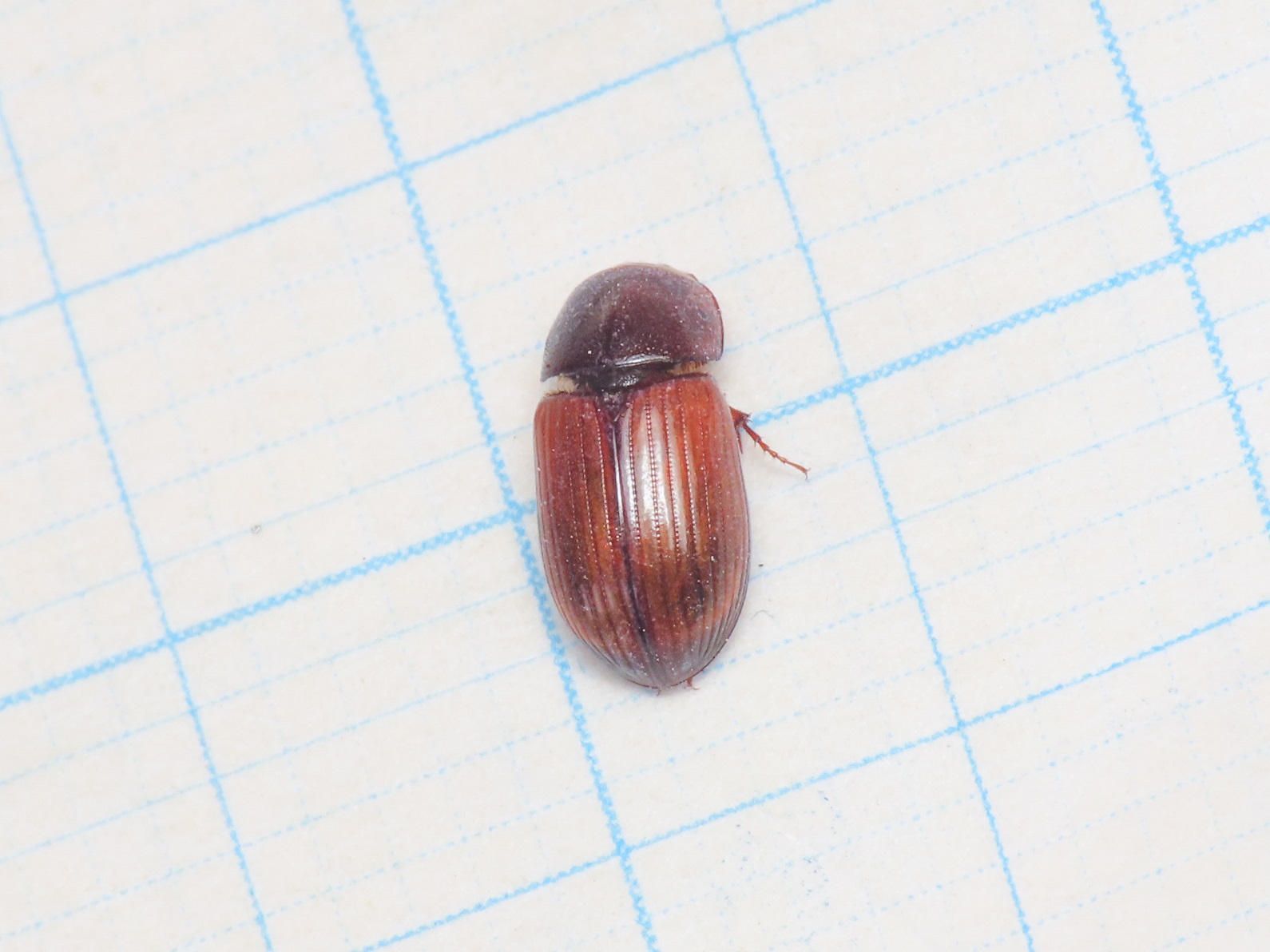 Aphodiidae: Agrilinus rufus