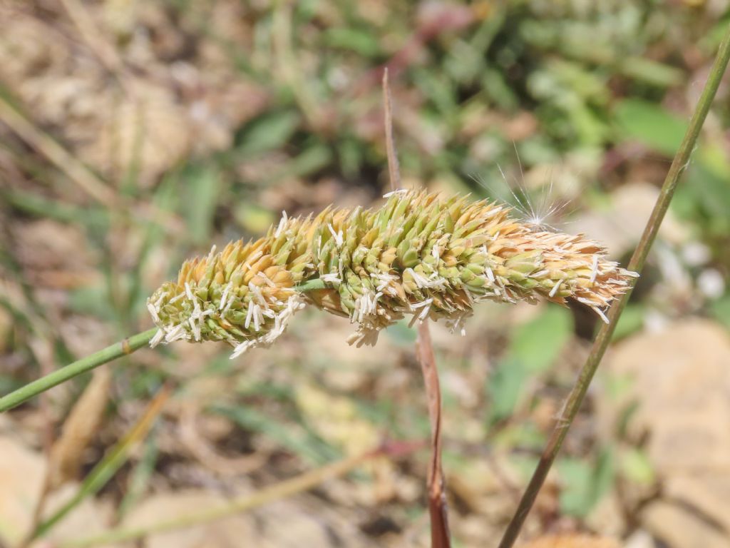 Poacea: Dactylis glomerata