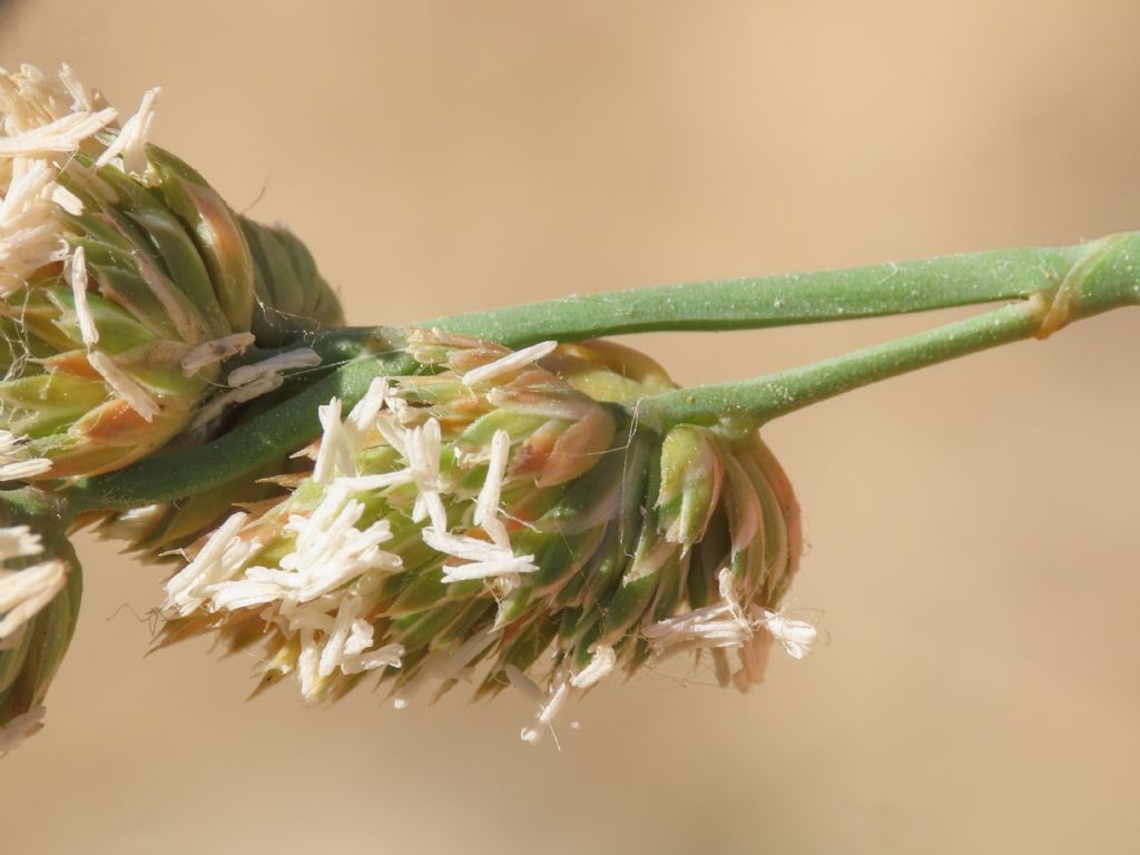 Poacea: Dactylis glomerata