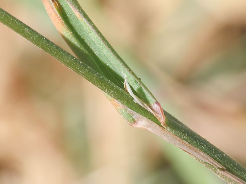 Poacea: Dactylis glomerata