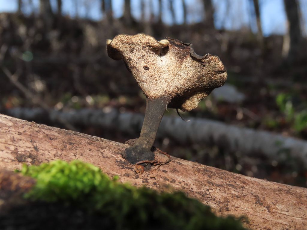 Fungo da identificare