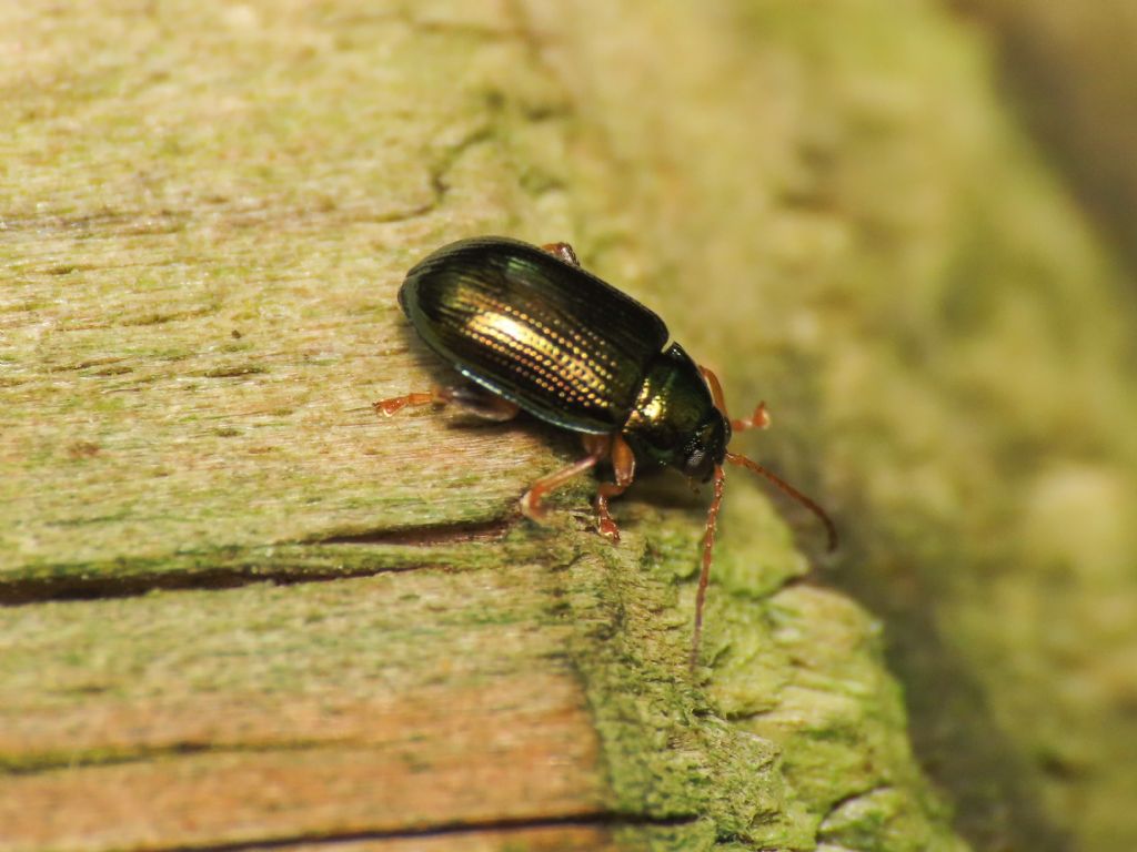 Chrysomelidae: Crepidodera aurea
