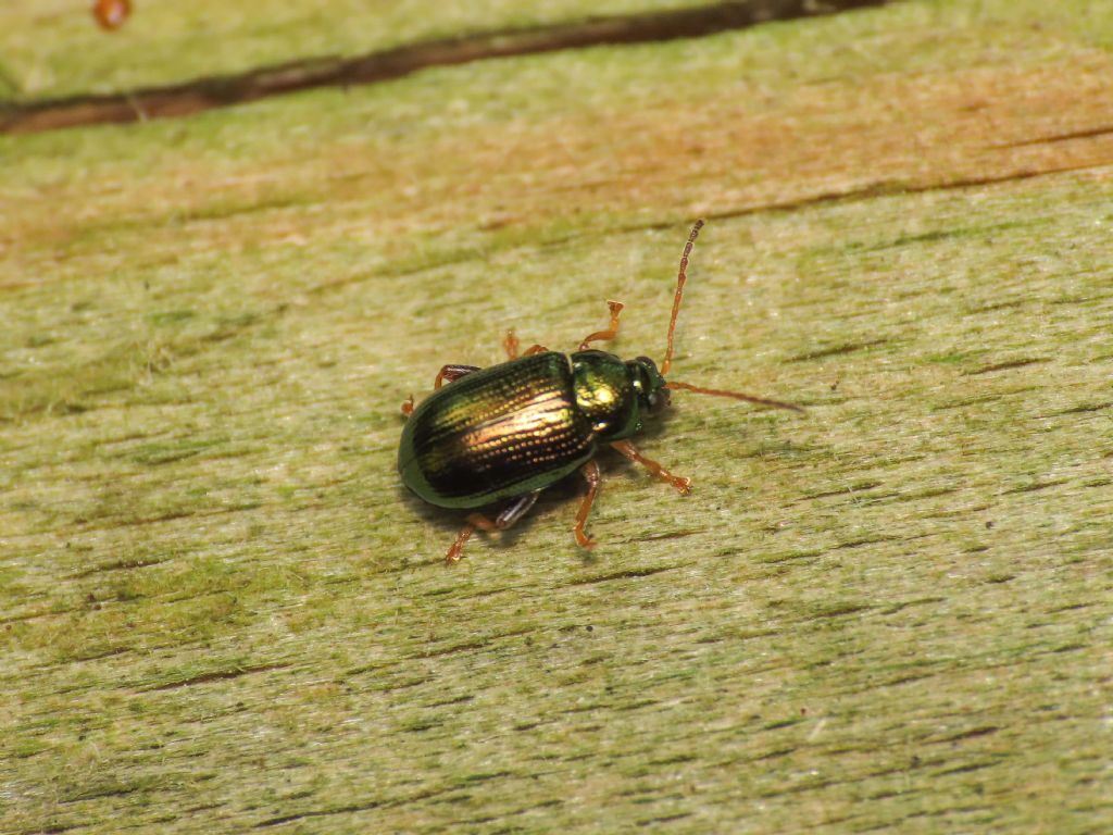 Chrysomelidae: Crepidodera aurea