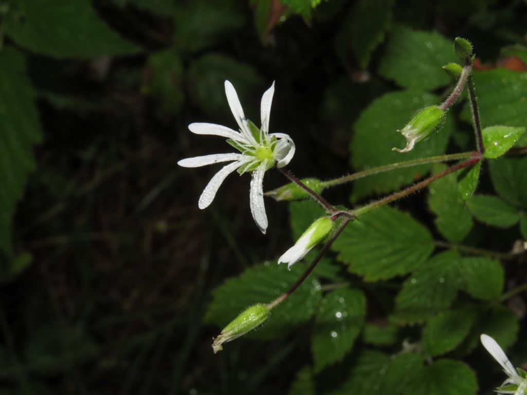 Stellaria?  S, Stellaria nemorum