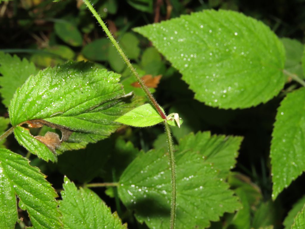 Stellaria?  S, Stellaria nemorum
