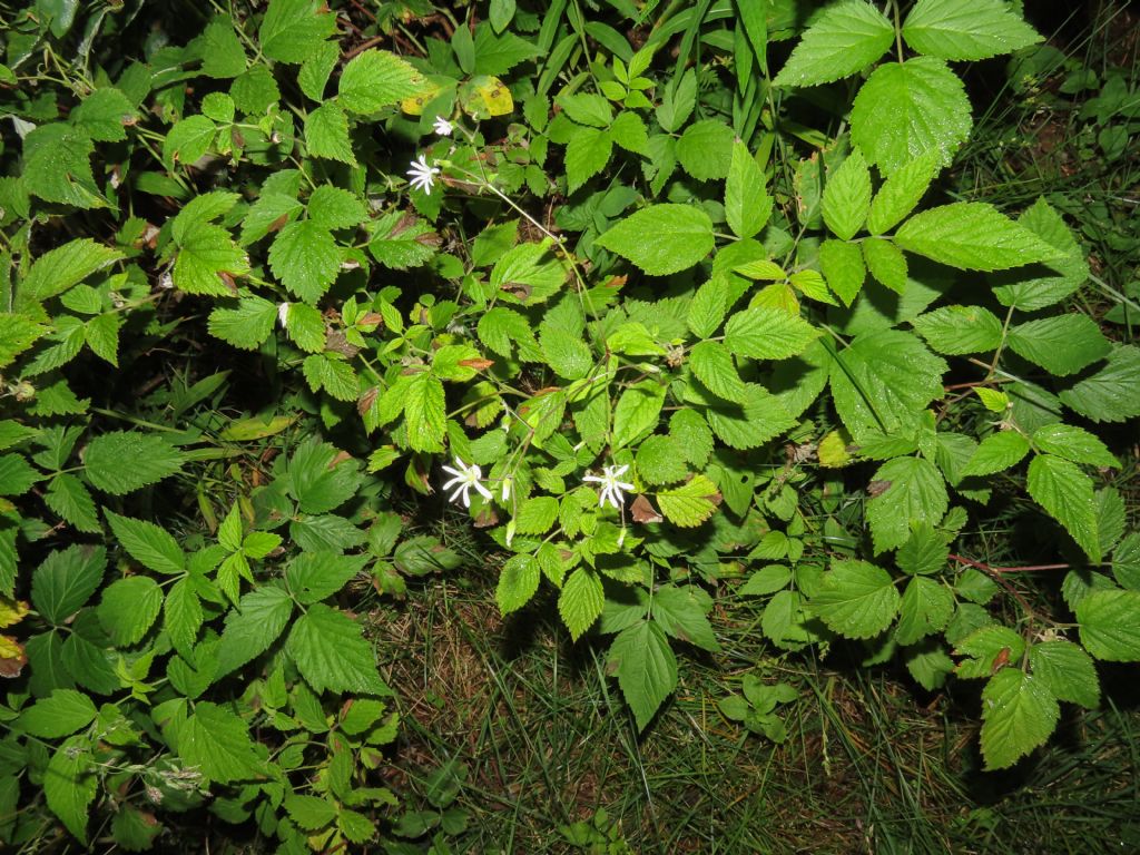 Stellaria?  S, Stellaria nemorum