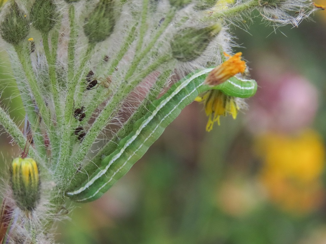 Bruco di Noctuidae: Antitype chi