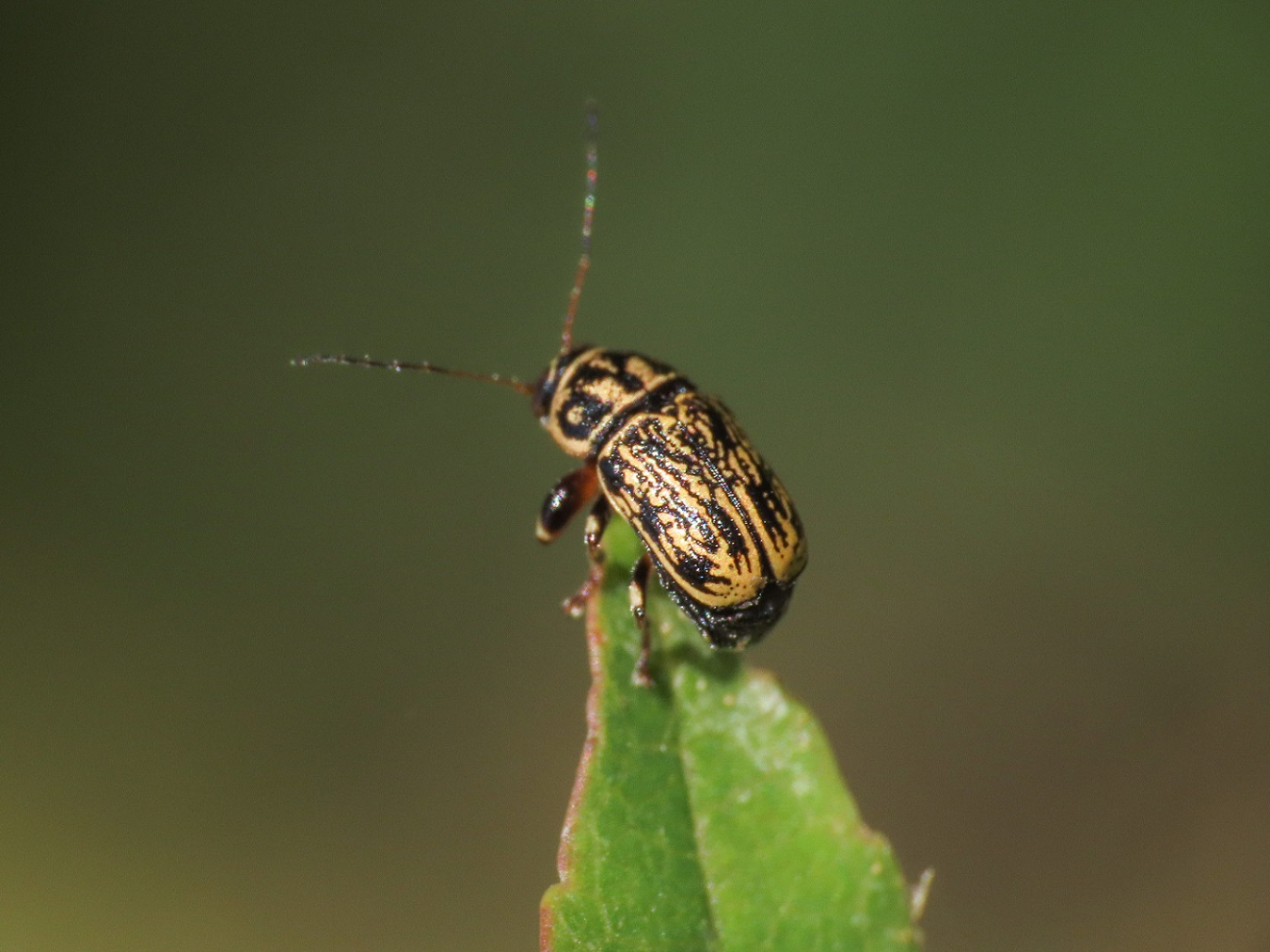 Pachybrachis da identificare