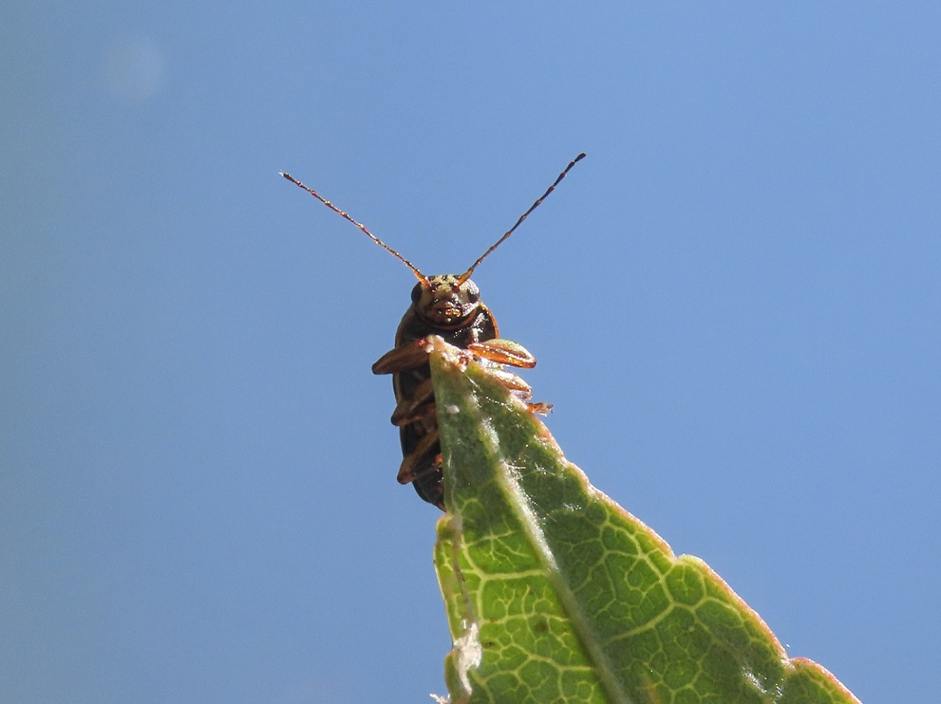 Pachybrachis da identificare