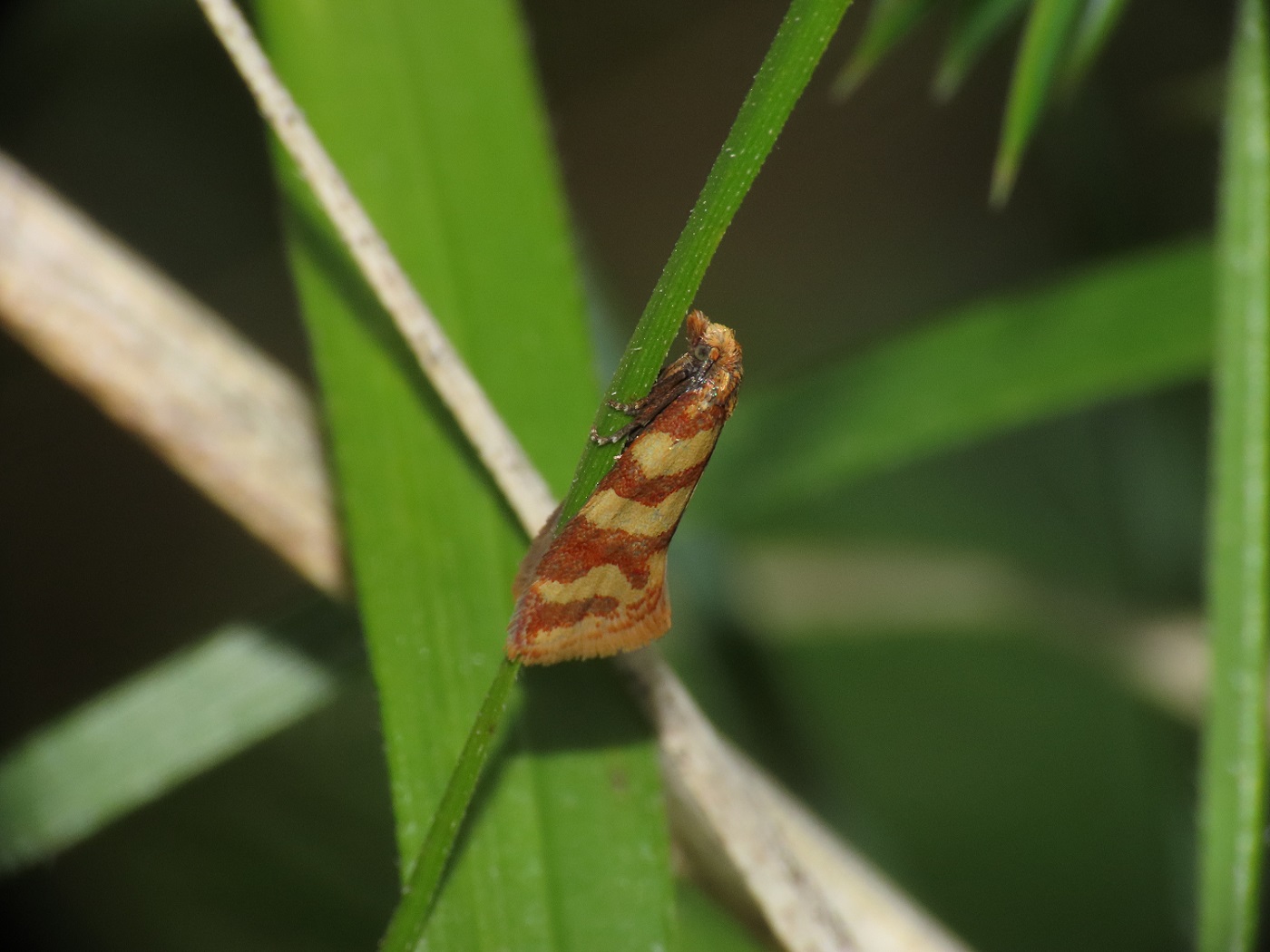 Tortricidae: Aethes rutilana