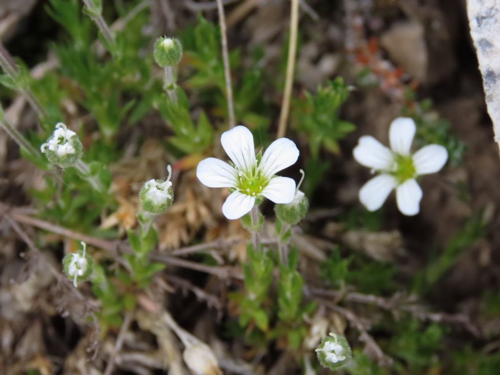 Caryophyllaceae: Arenaria grandiflora