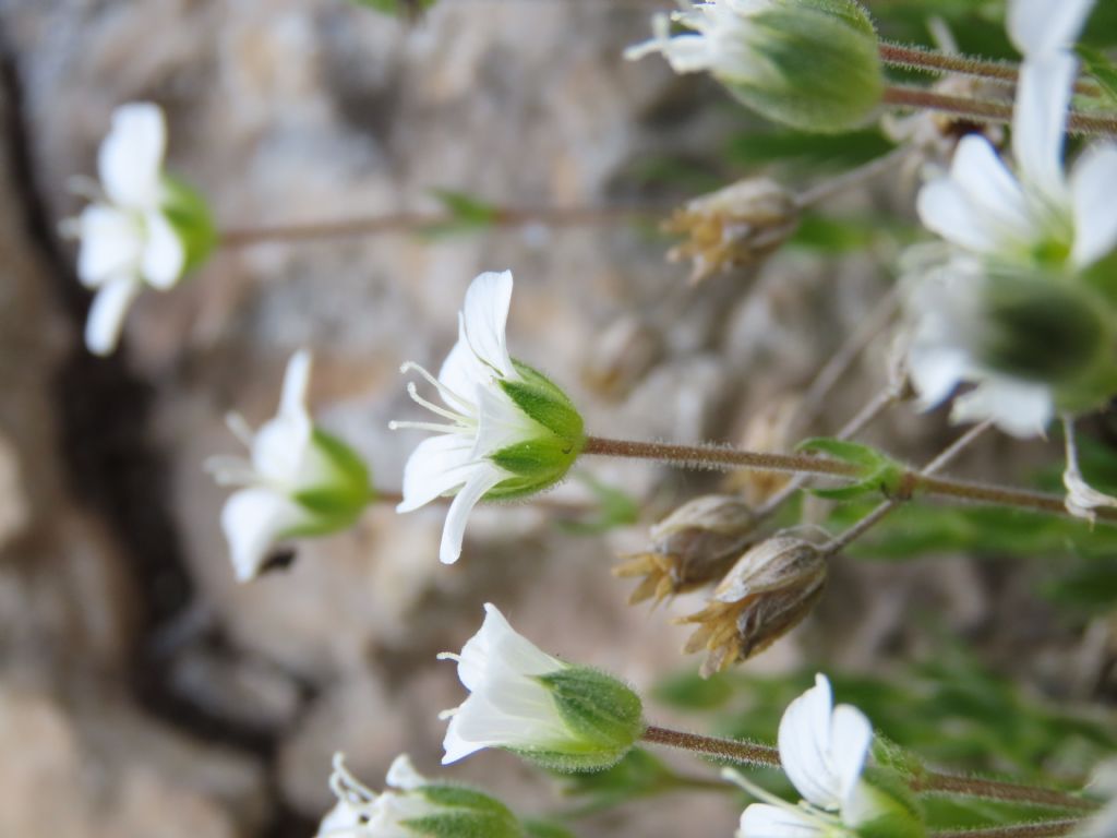 Caryophyllaceae: Arenaria grandiflora