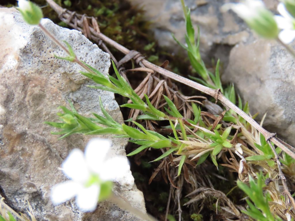 Caryophyllaceae: Arenaria grandiflora