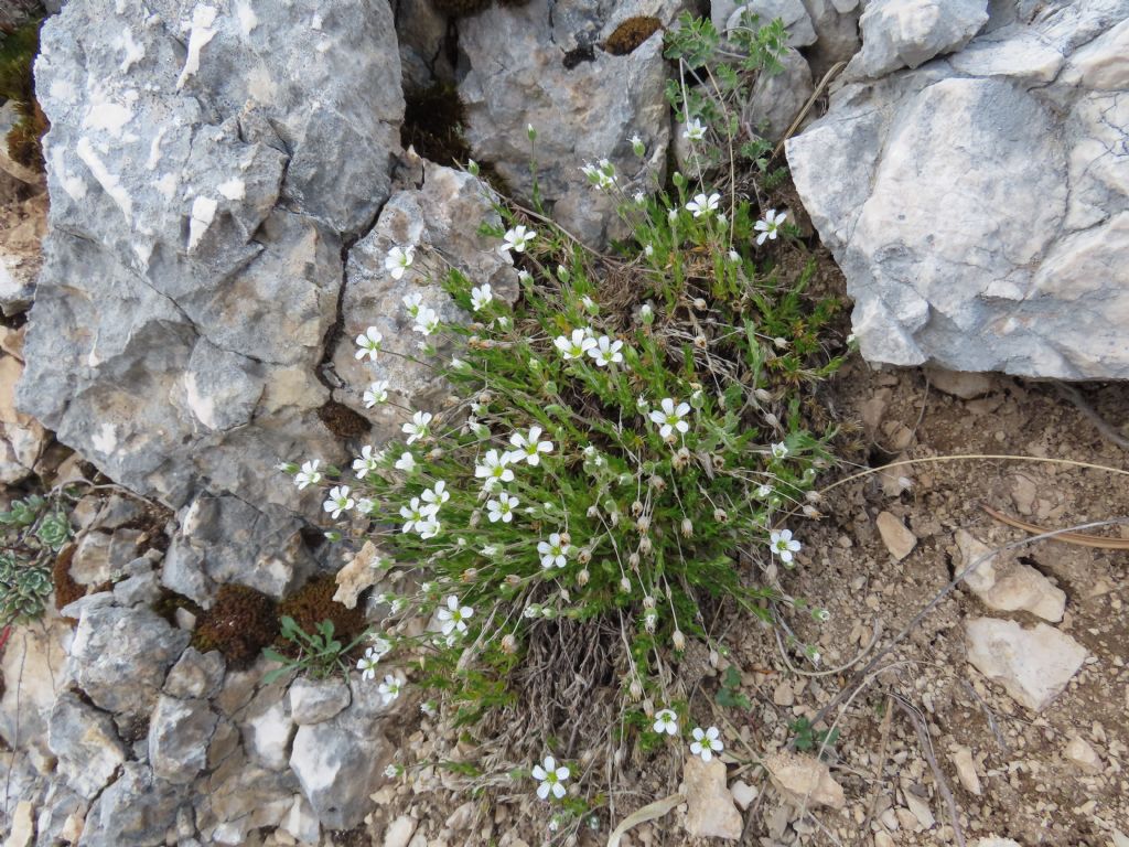 Caryophyllaceae: Arenaria grandiflora