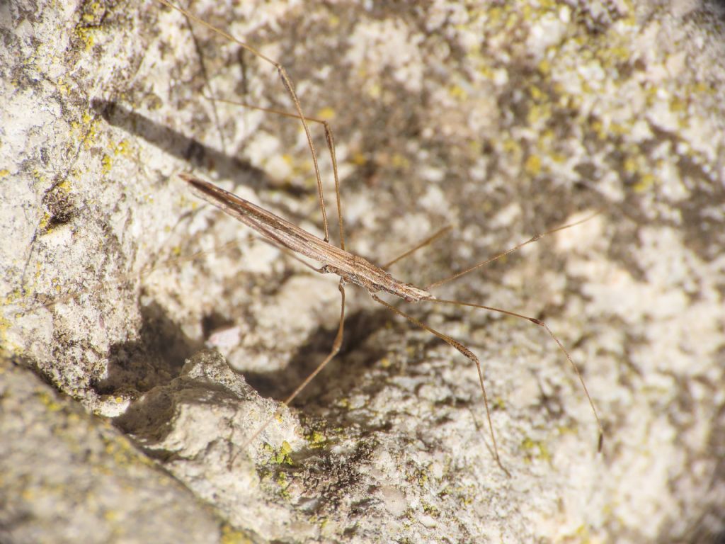 Berytidae: Neides tipularius