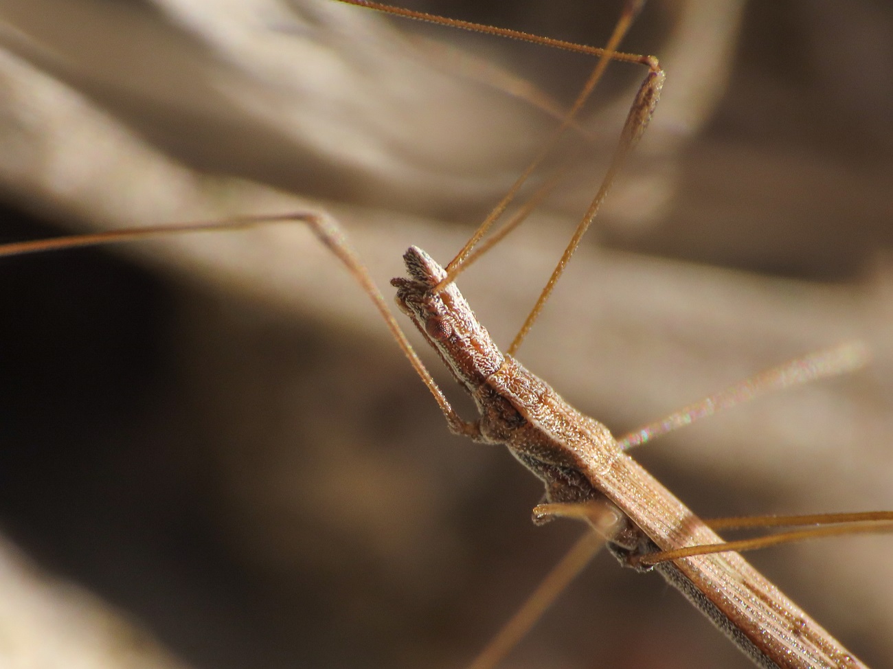 Berytidae: Neides tipularius