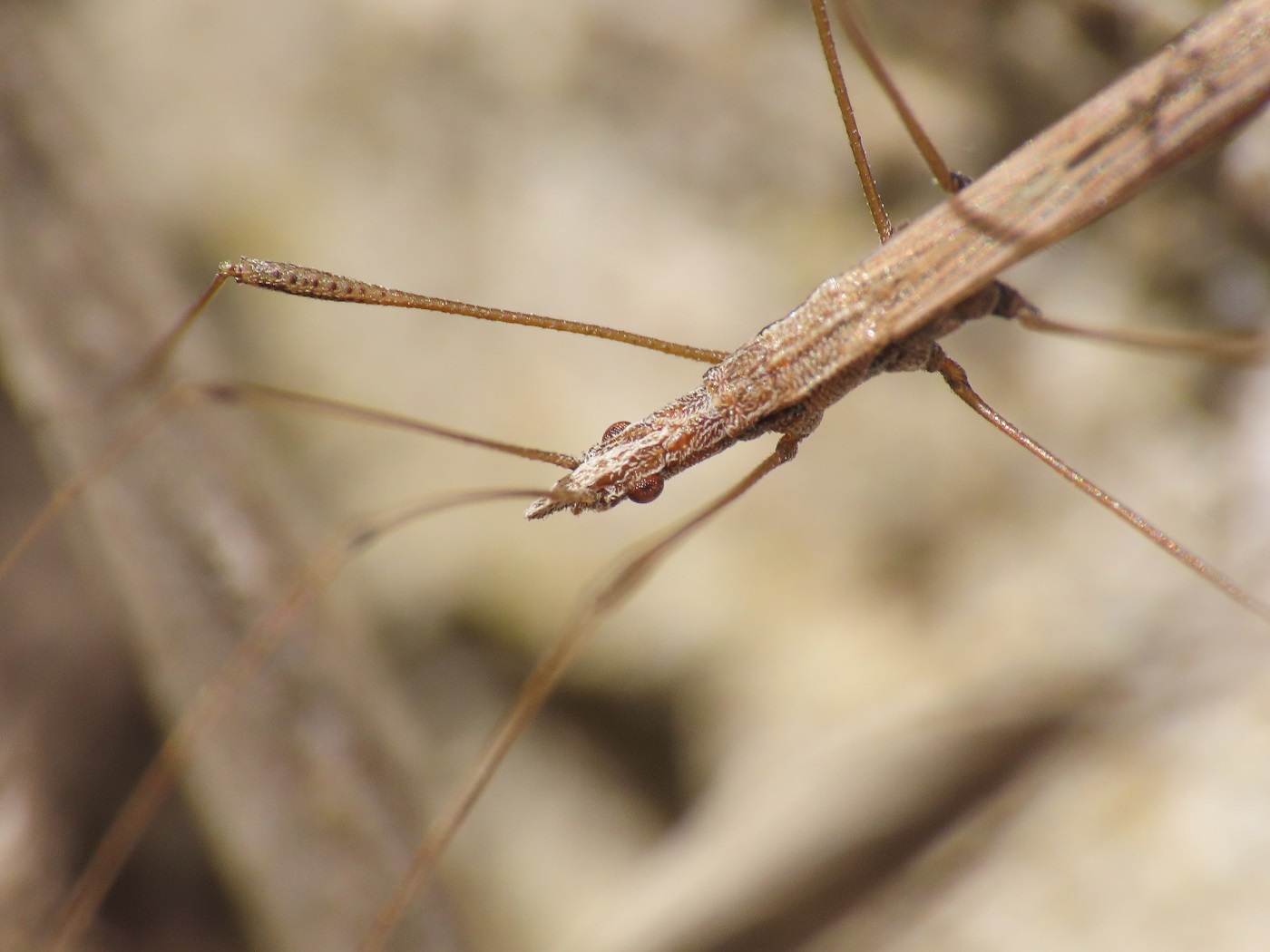 Berytidae: Neides tipularius