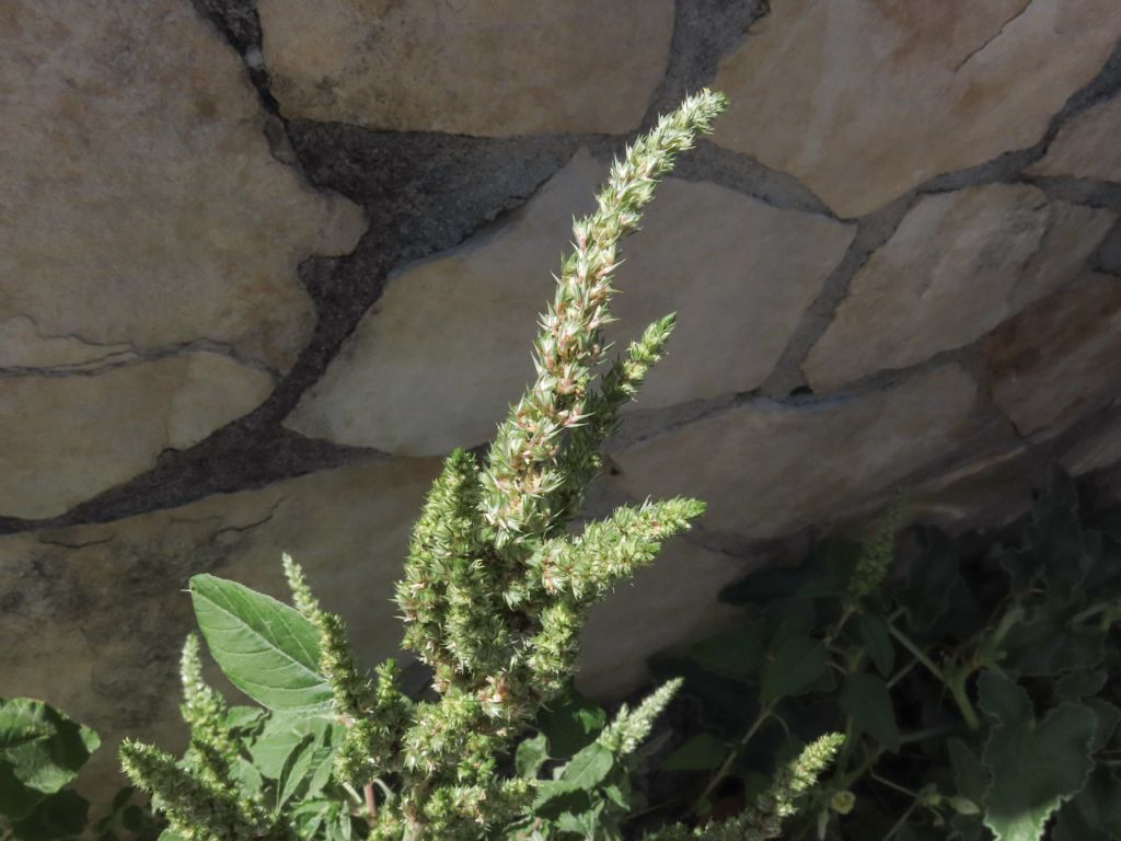 Amaranthus da identificare