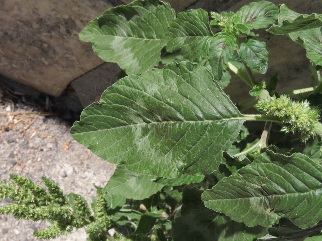 Amaranthus da identificare