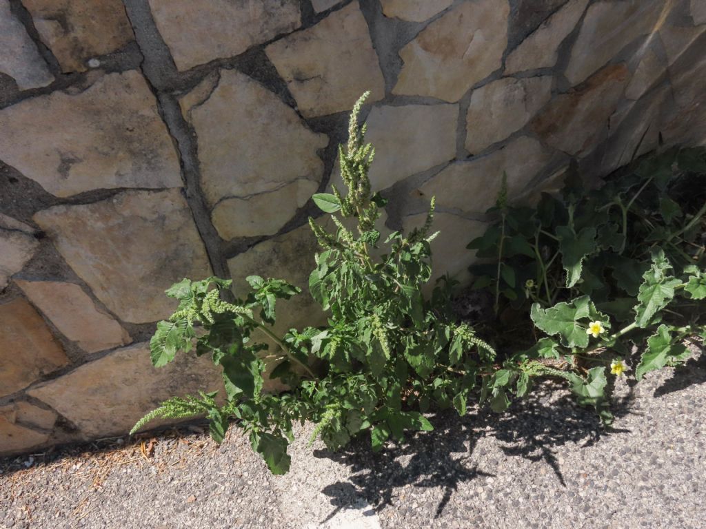 Amaranthus da identificare