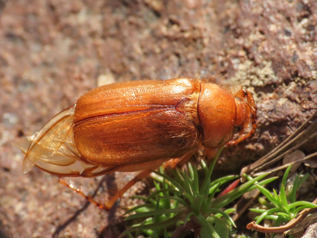 Melolonthidae: Firminus ciliatus vexillis