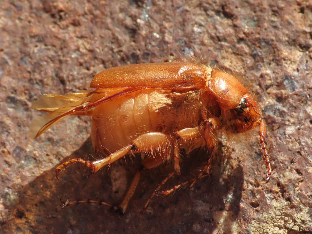 Melolonthidae: Firminus ciliatus vexillis