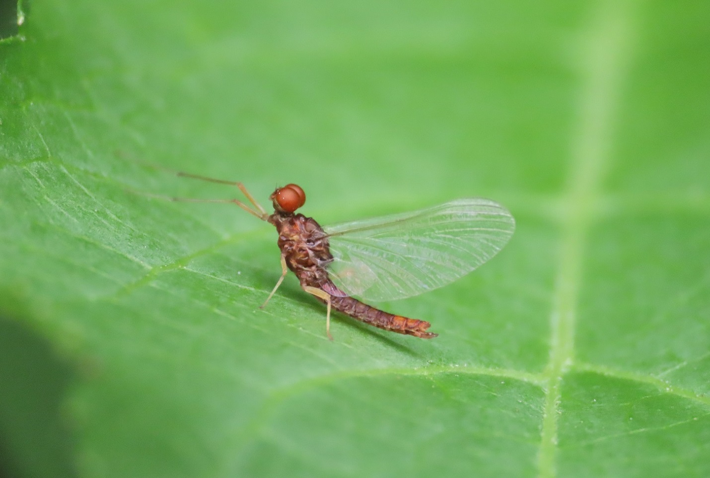 Ephemeroptera da identificare - Serratella ignita