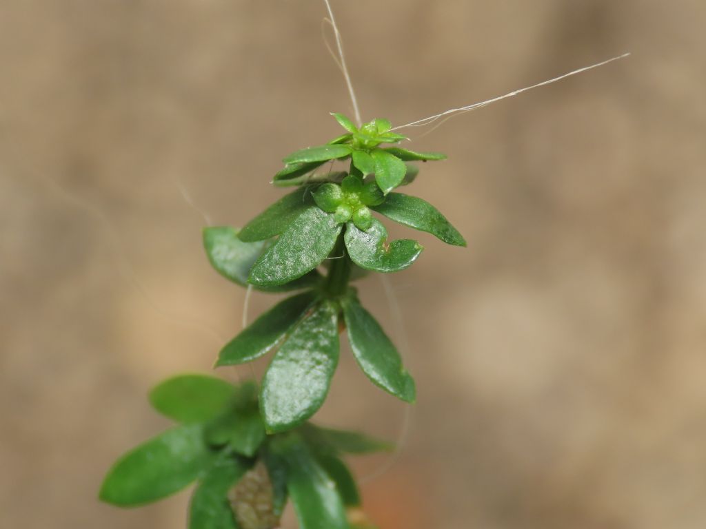 quale Galium? Galium mollugo